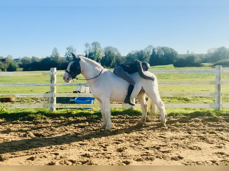 Cob Caballo castrado 8 años 145 cm Pío in Mountrath