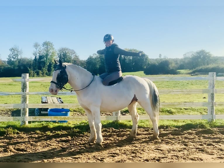 Cob Caballo castrado 8 años 145 cm Pío in Mountrath