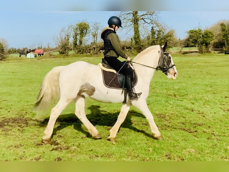 Cob Caballo castrado 8 años 145 cm Pío in Mountrath