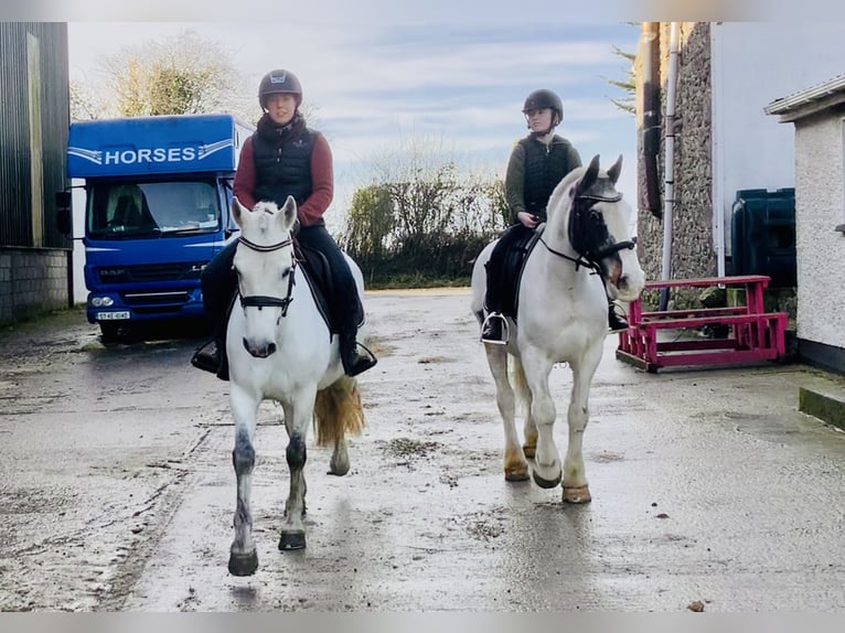 Cob Caballo castrado 8 años 145 cm Pío in Mountrath