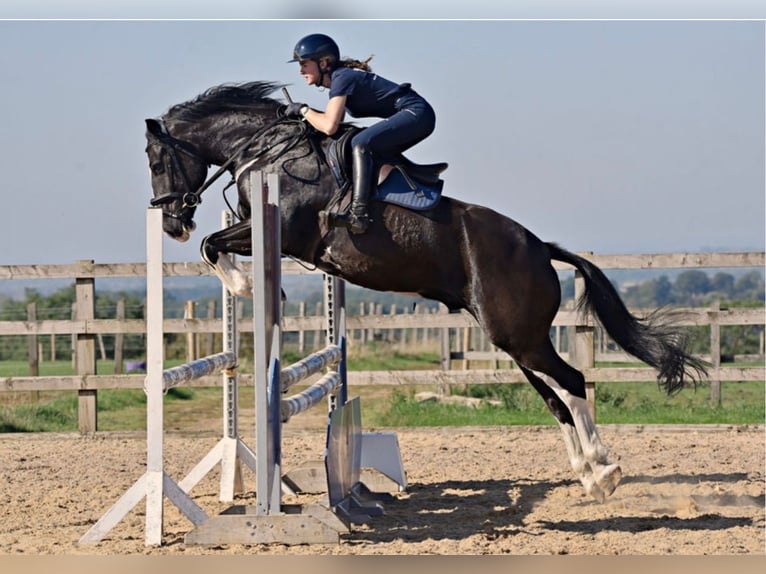 Cob Mestizo Caballo castrado 8 años 158 cm Negro in grantham, Lincs
