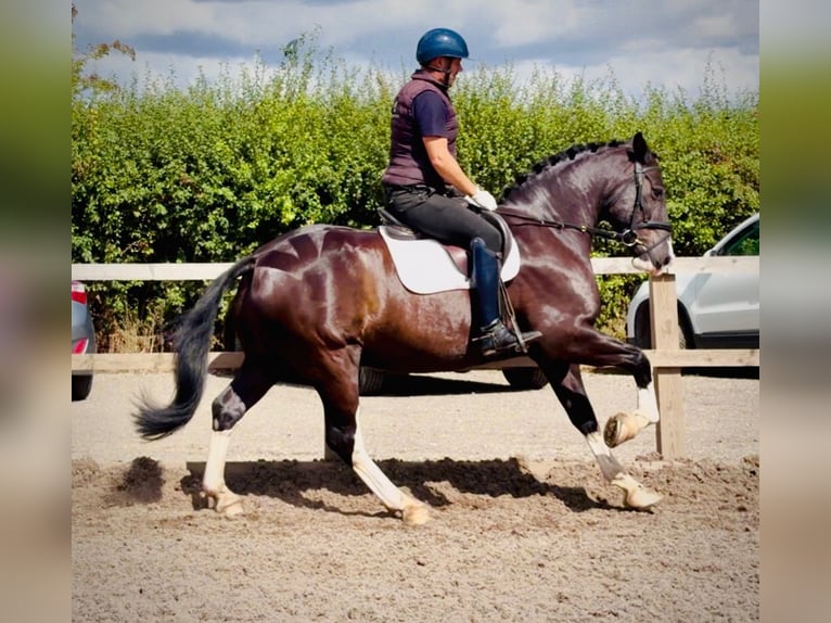 Cob Mestizo Caballo castrado 8 años 158 cm Negro in grantham, Lincs