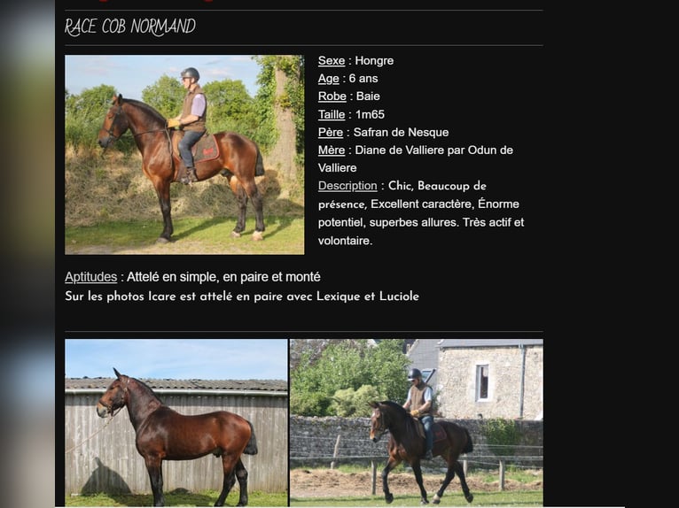 Cob Caballo castrado 8 años Castaño in Soisy-sous-Montmorency
