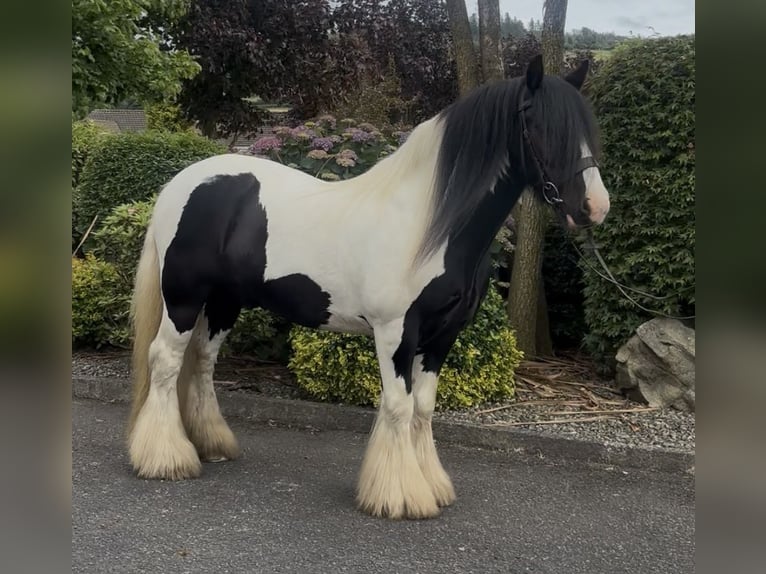Cob Caballo castrado 9 años 138 cm Tobiano-todas las-capas in Newry