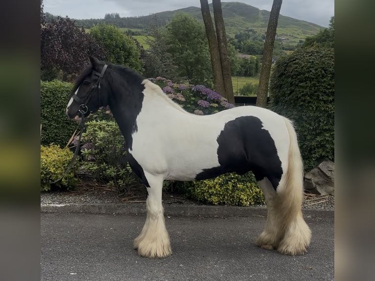 Cob Caballo castrado 9 años 138 cm Tobiano-todas las-capas in Newry
