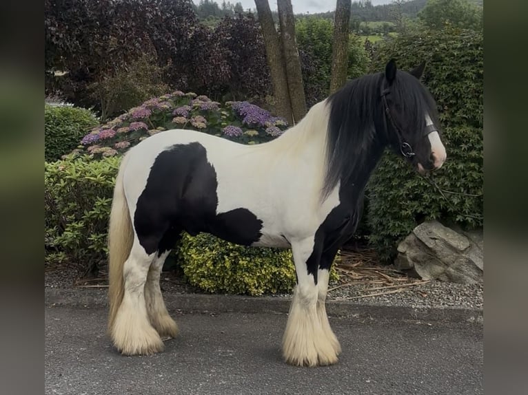 Cob Caballo castrado 9 años 138 cm Tobiano-todas las-capas in Newry