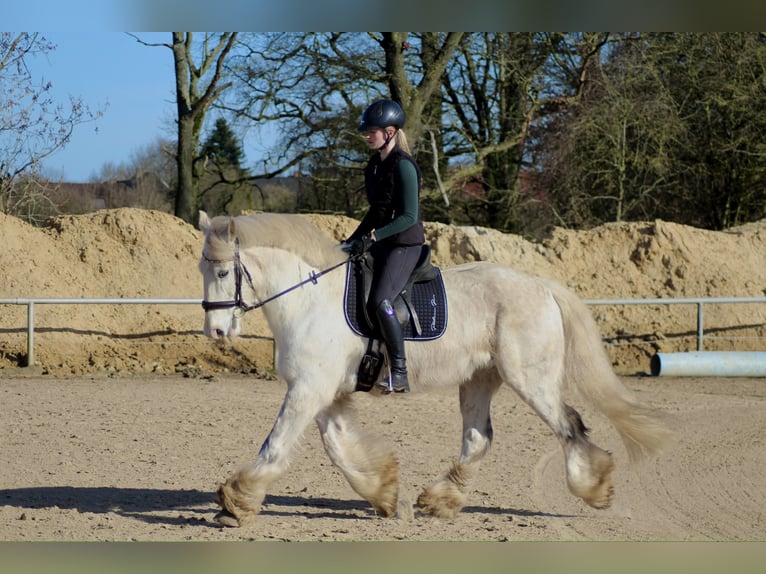 Cob Caballo castrado 9 años 161 cm Tordo in Oberlangen