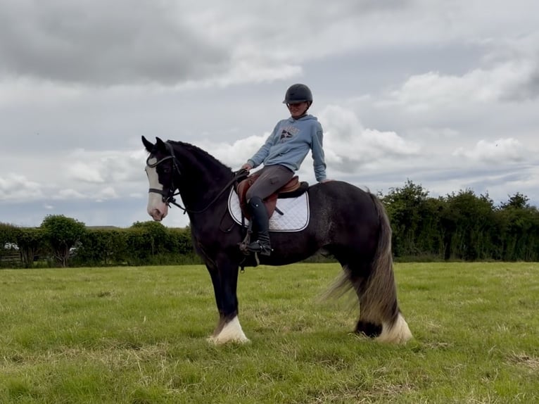 Cob Castrone 10 Anni 148 cm Morello in Laois