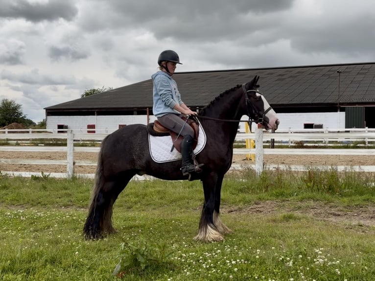 Cob Castrone 10 Anni 148 cm Morello in Laois