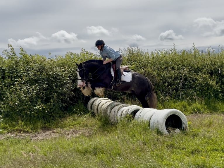 Cob Castrone 10 Anni 148 cm Morello in Laois