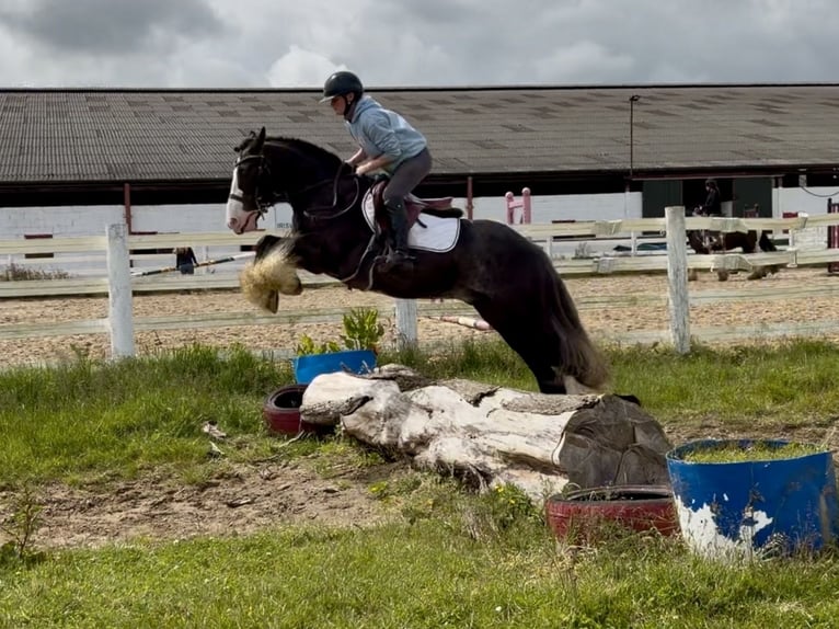 Cob Castrone 10 Anni 148 cm Morello in Laois