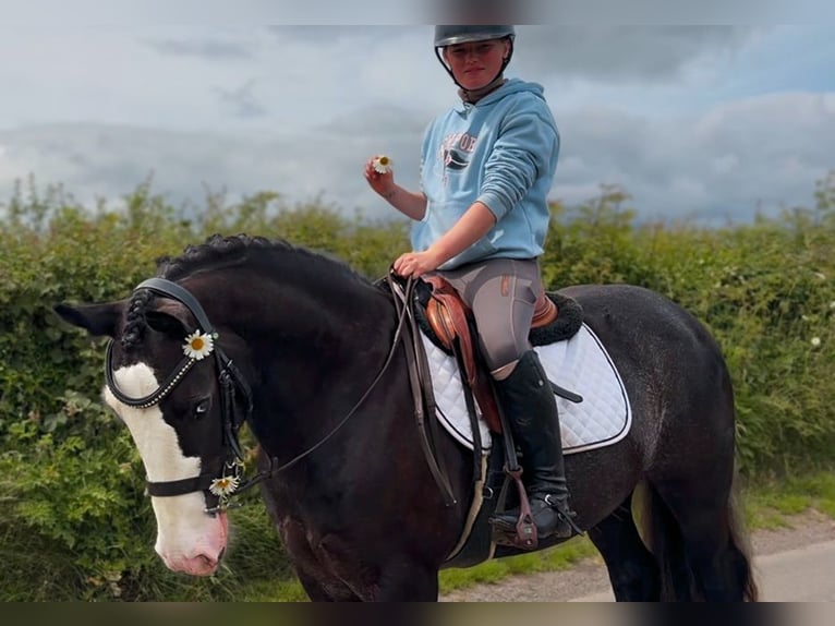 Cob Castrone 10 Anni 148 cm Morello in Laois
