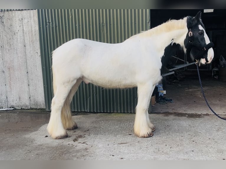 Cob Castrone 11 Anni 163 cm Leopard in Sligo