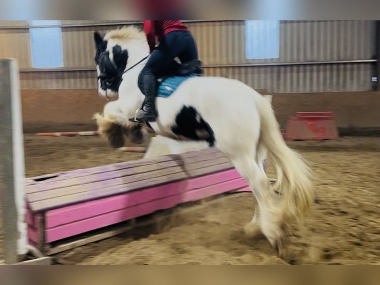 Cob Castrone 11 Anni 163 cm Leopard in Sligo