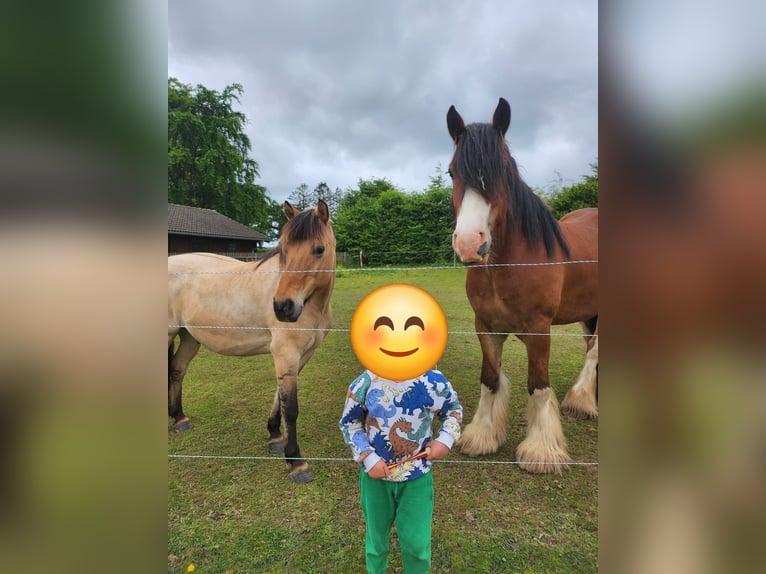 Cob Castrone 12 Anni 128 cm  in Lützkampen