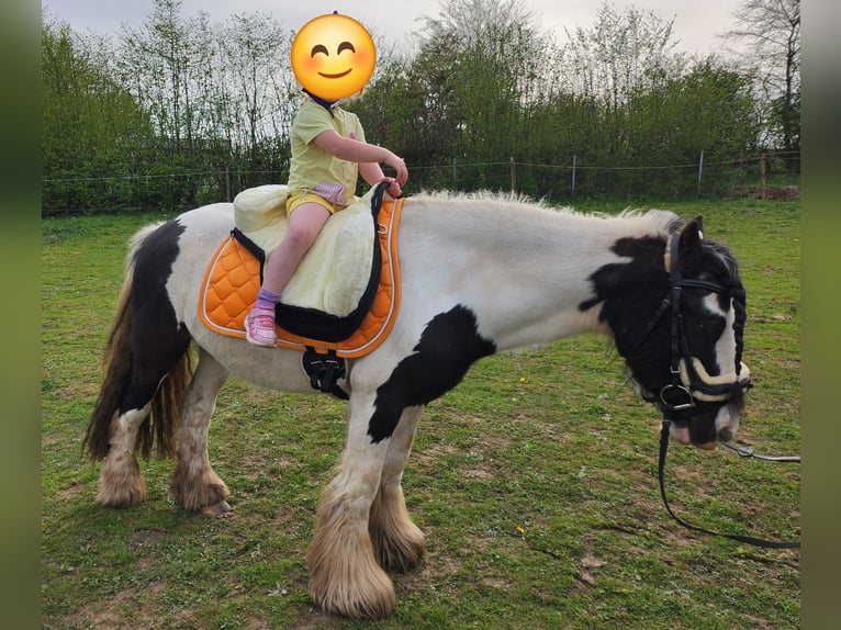 Cob Castrone 12 Anni 128 cm  in Lützkampen