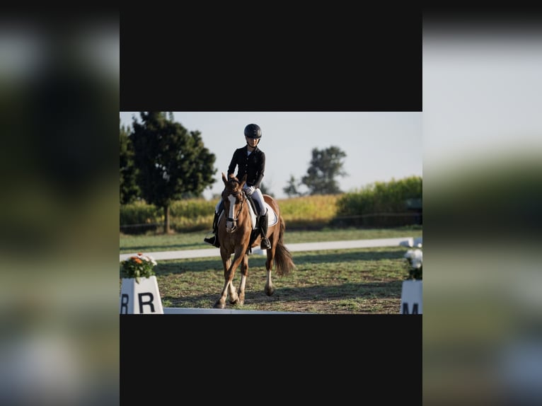 Cob Mix Castrone 12 Anni 144 cm Sauro in Bismark (Altmark)