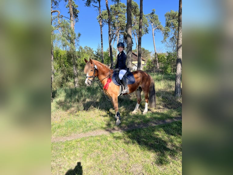 Cob Mix Castrone 13 Anni 144 cm Sauro in Bismark (Altmark)