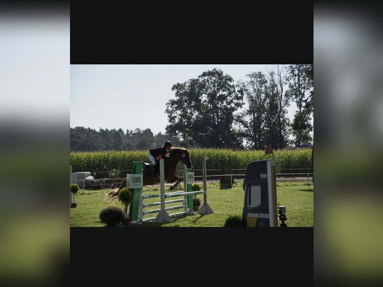 Cob Mix Castrone 13 Anni 144 cm Sauro in Bismark (Altmark)