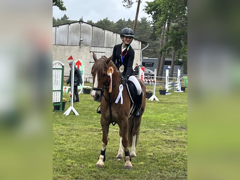 Cob Mix Castrone 13 Anni 144 cm Sauro in Bismark (Altmark)