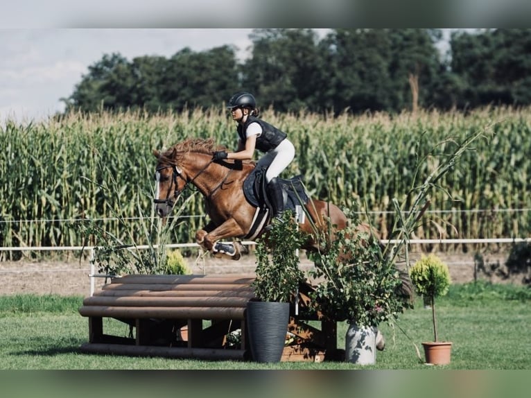 Cob Mix Castrone 13 Anni 144 cm Sauro in Bismark (Altmark)