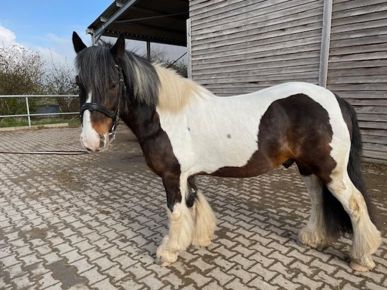 Cob Castrone 14 Anni 148 cm Pezzato in Langerwehe
