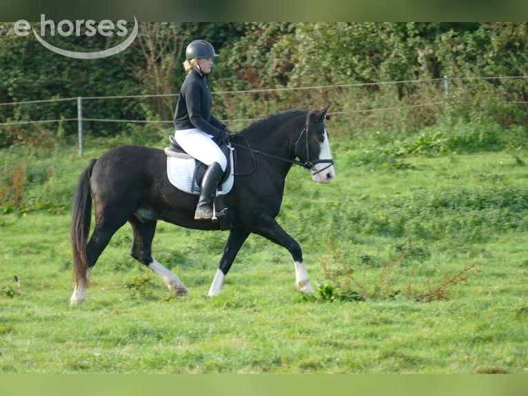 Cob Castrone 14 Anni 155 cm Morello in Ganschow