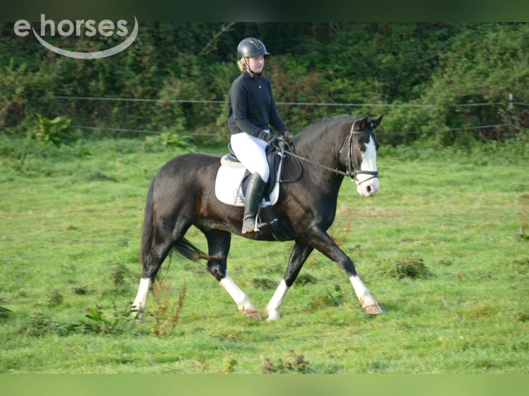 Cob Castrone 14 Anni 155 cm Morello in Ganschow