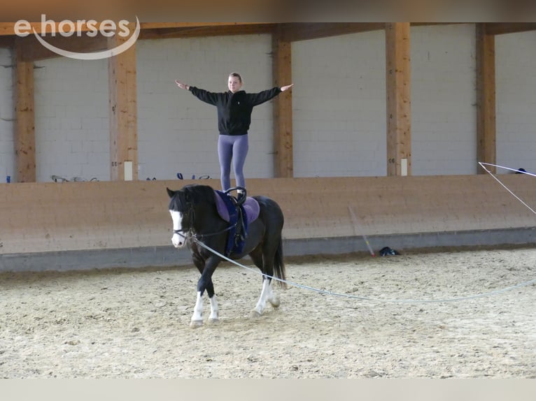 Cob Castrone 14 Anni 155 cm Morello in Ganschow