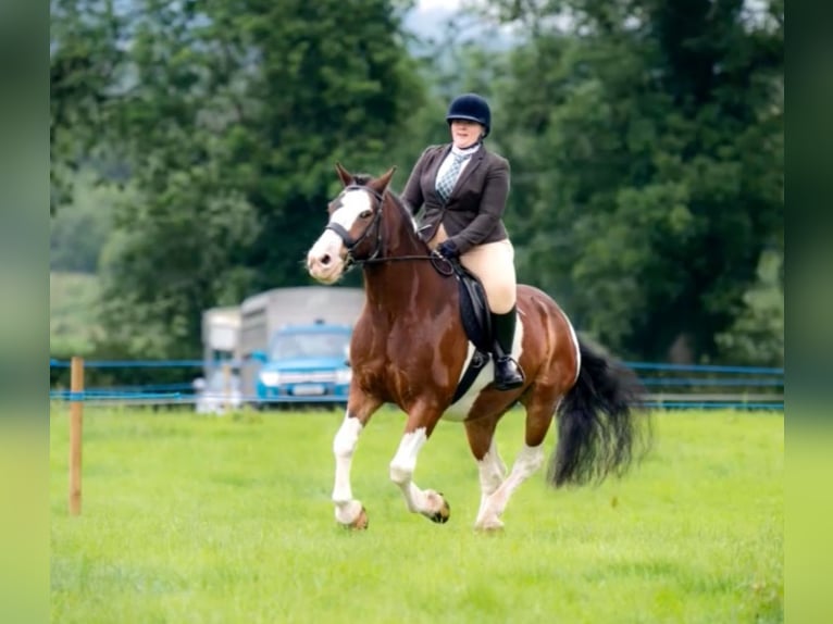 Cob Castrone 14 Anni 165 cm Tobiano-tutti i colori in Rainbach