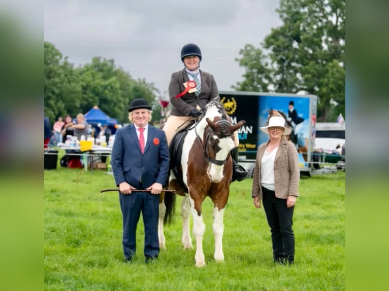 Cob Castrone 14 Anni 165 cm Tobiano-tutti i colori in Rainbach