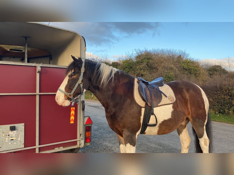 Cob Castrone 14 Anni Tobiano-tutti i colori in Rainbach