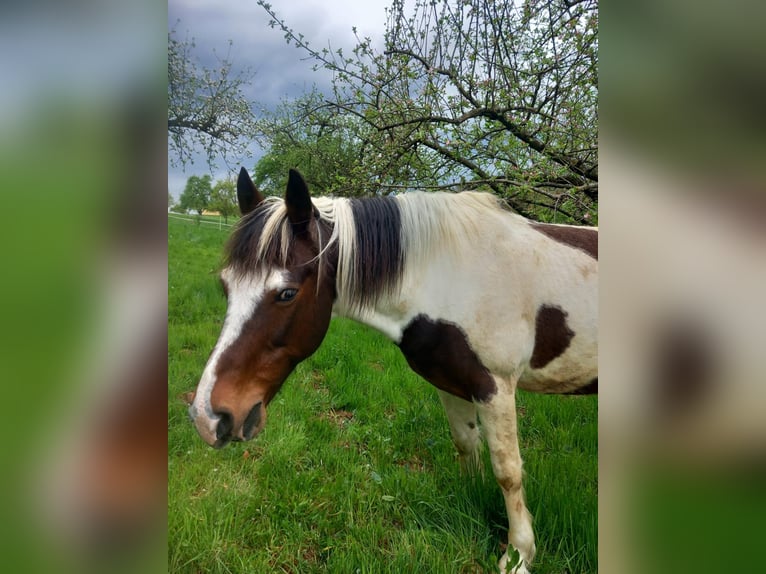 Cob Mix Castrone 15 Anni 155 cm Pezzato in Altenried