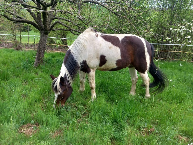 Cob Mix Castrone 15 Anni 155 cm Pezzato in Altenried