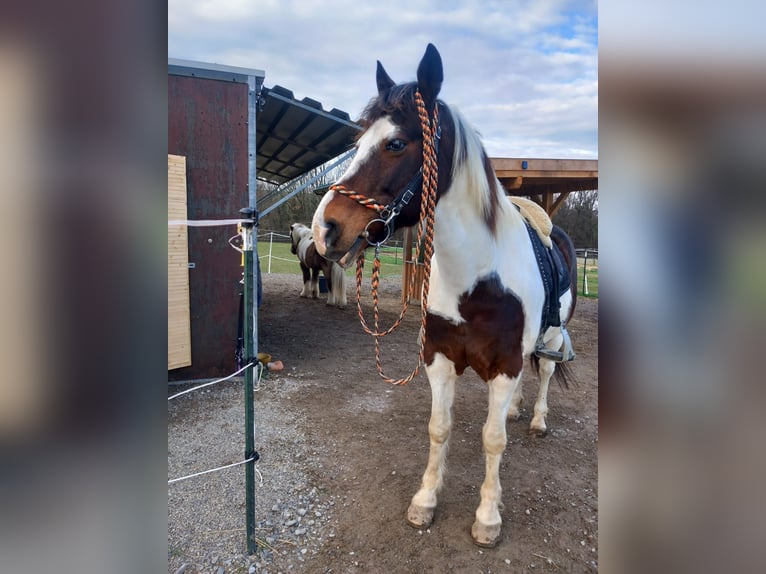 Cob Mix Castrone 15 Anni 155 cm Pezzato in Altenried