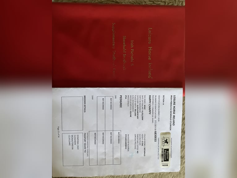 Cob Castrone 16 Anni 160 cm Pezzato in Tarnowa