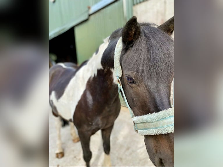 Cob Castrone 17 Anni 120 cm Pezzato in Sligo