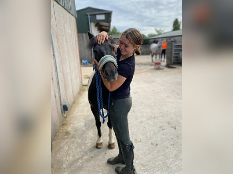 Cob Castrone 17 Anni 120 cm Pezzato in Sligo