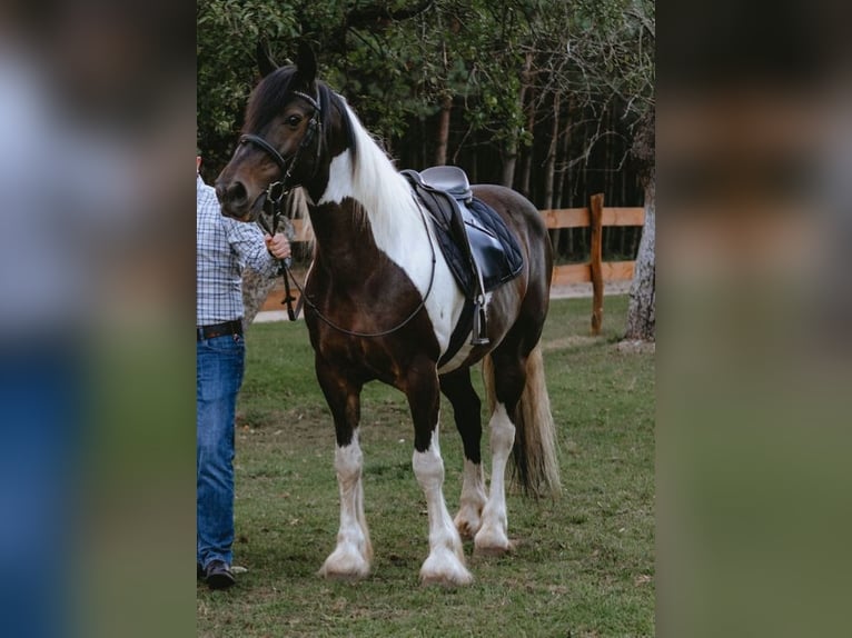 Cob Castrone 17 Anni 160 cm Pezzato in Tarnowa