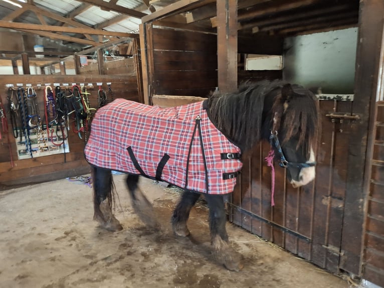 Cob Castrone 19 Anni 145 cm Baio in Le rivaud aulnay