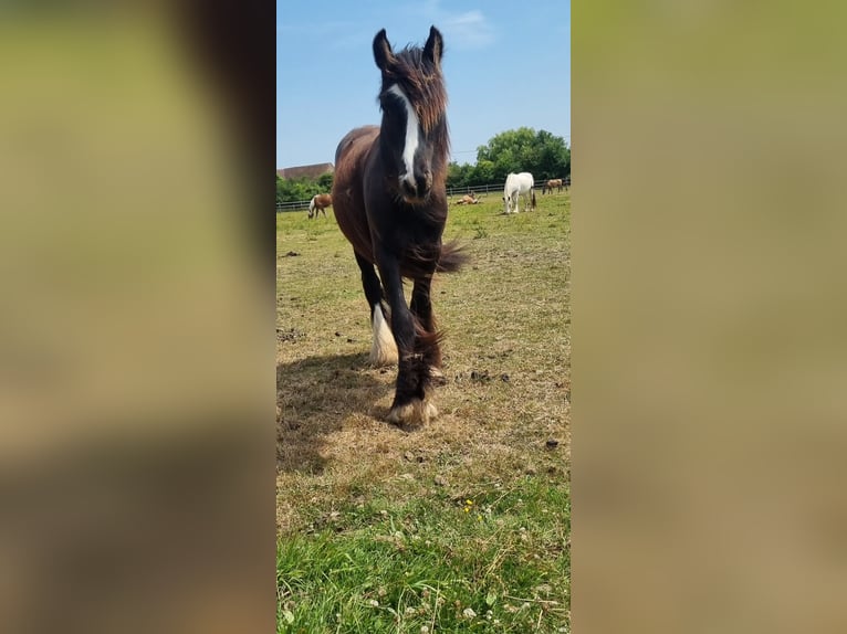 Cob Castrone 2 Anni 142 cm Morello in Tuffé
