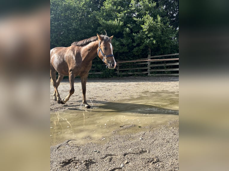 Cob Mix Castrone 3 Anni 135 cm Sauro scuro in Ried im Traunkreis