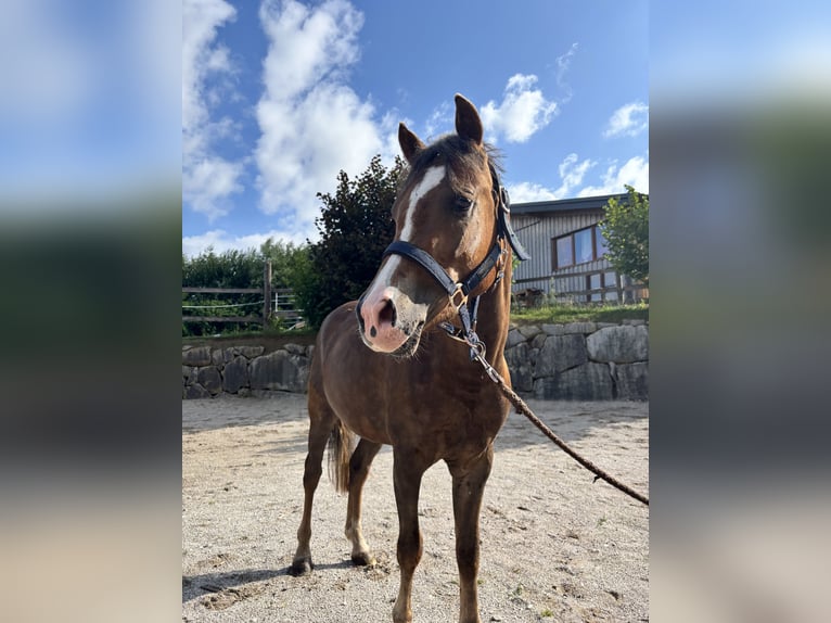 Cob Mix Castrone 3 Anni 135 cm Sauro scuro in Ried im Traunkreis