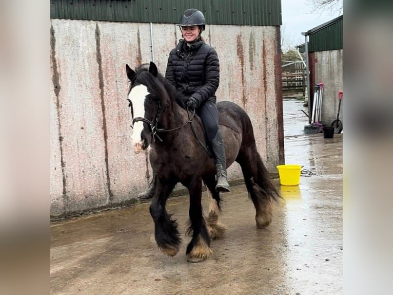 Cob Castrone 4 Anni 136 cm Morello in Sligo