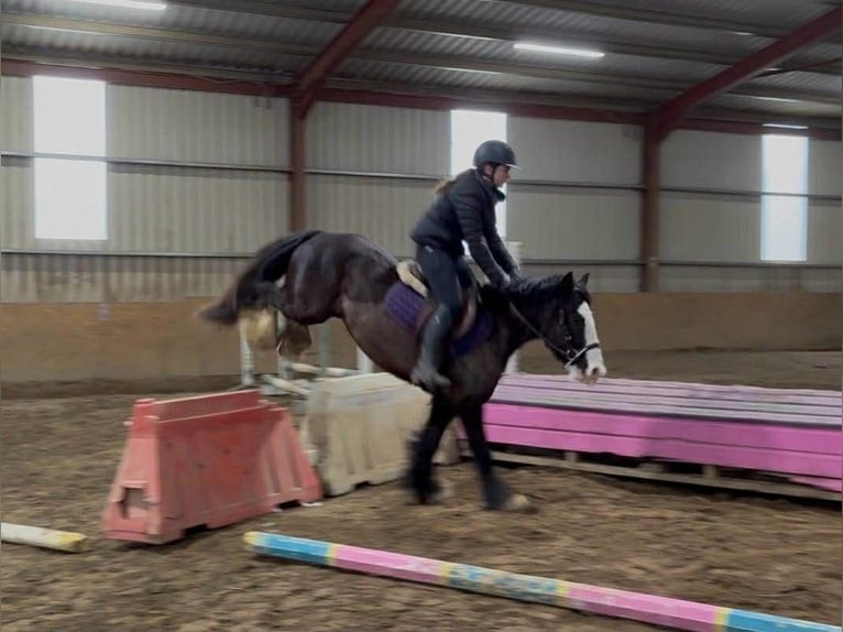 Cob Castrone 4 Anni 136 cm Morello in Sligo