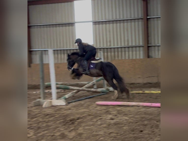 Cob Castrone 4 Anni 136 cm Morello in Sligo