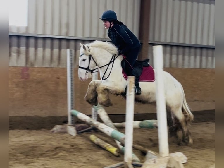 Cob Castrone 4 Anni 138 cm Leopard in Sligo