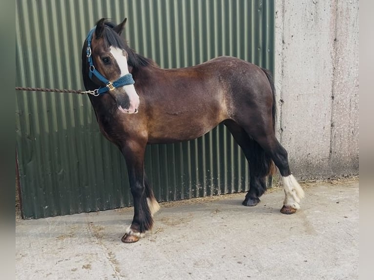 Cob Castrone 4 Anni 140 cm Baio ciliegia in Sligo