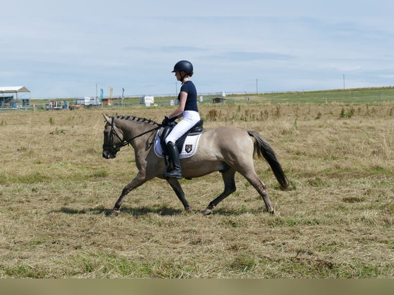 Cob Castrone 4 Anni 140 cm Falbo in Ganschow