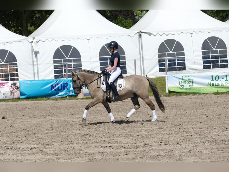 Cob Castrone 4 Anni 140 cm Falbo in Ganschow